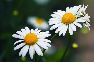 Brighten up your Skin with Daisy Flowers